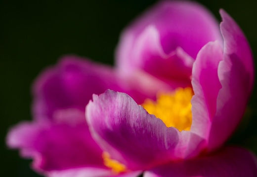 Colors of Nature