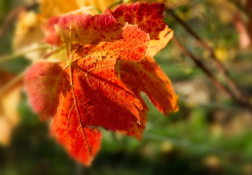 Autumn Colors