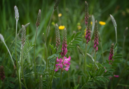 Wiesenblumen