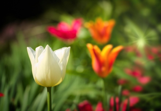 Spring Colors